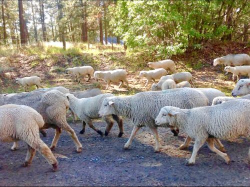 Sheep in Colorado