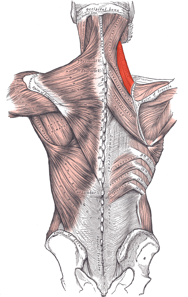 Neck Muscles