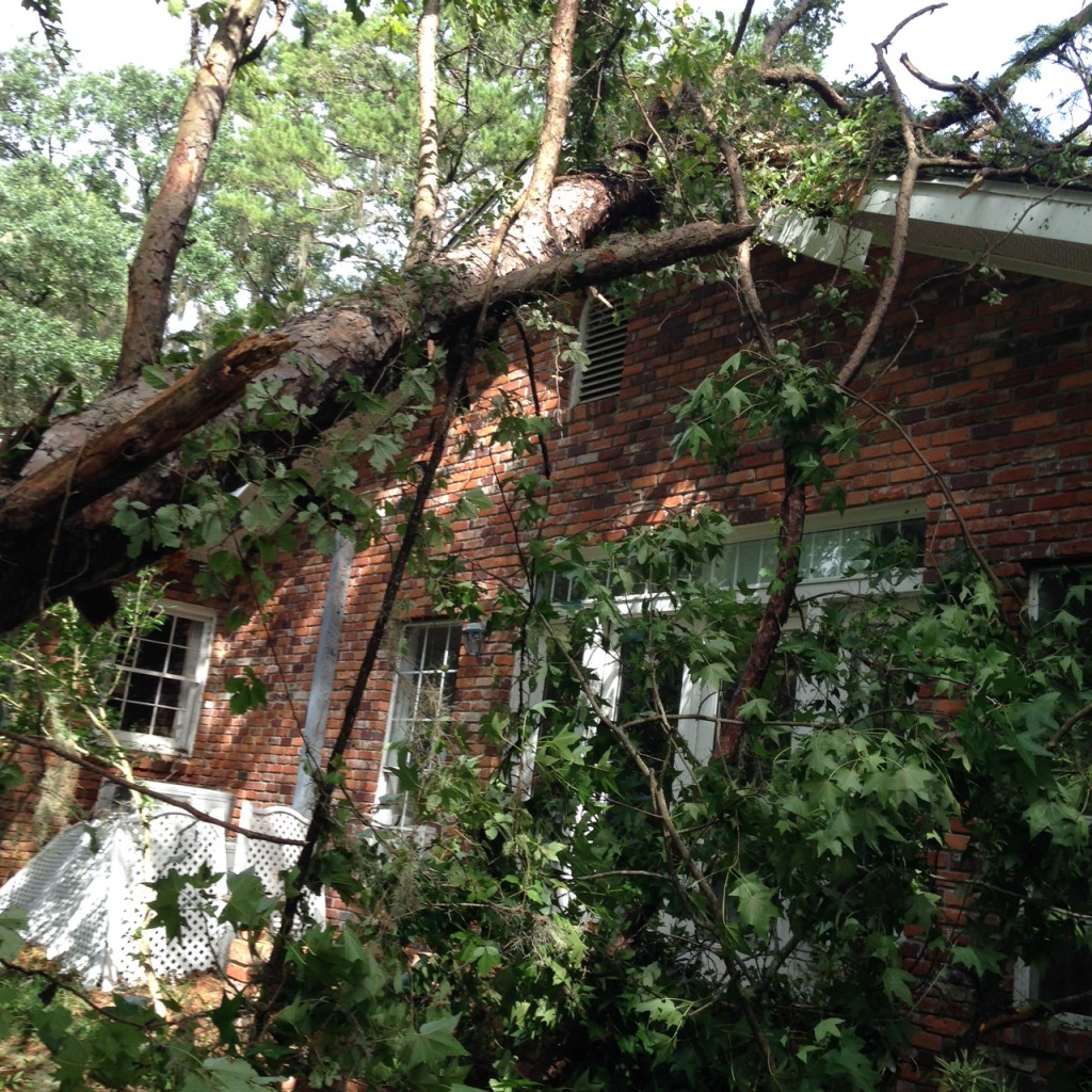 Two Pine Trees Fall on Our Roof