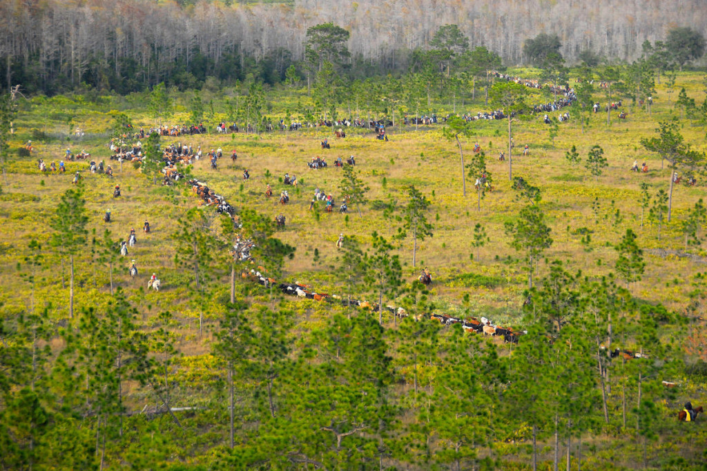 Cattle Drive Photo