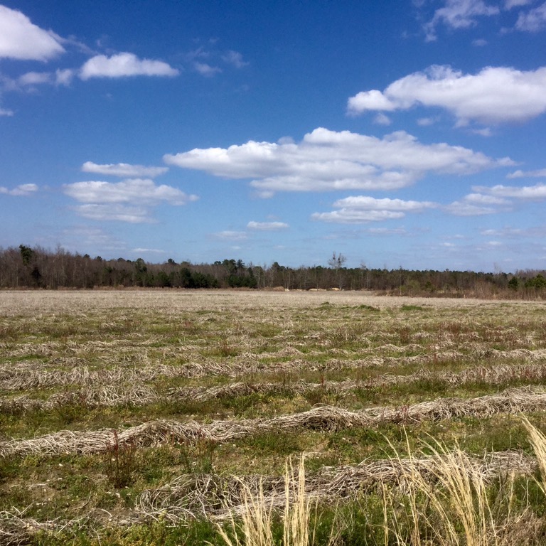 Walker Land near Lodge, SC