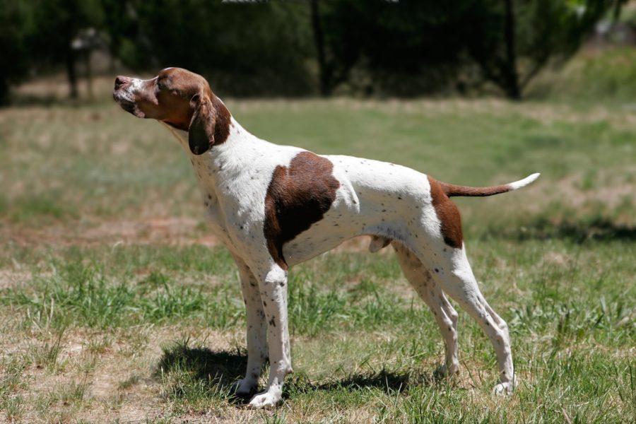 Example of a Pointer