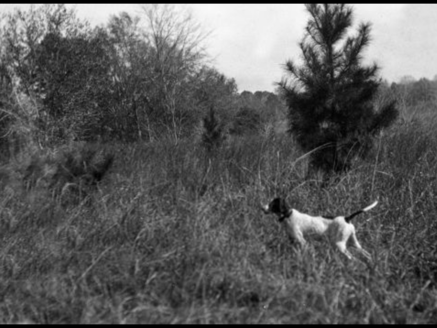 Dog in a Field