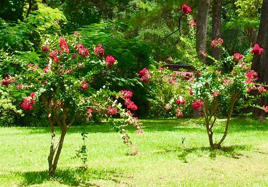 Severely pruned crepe myrtles.