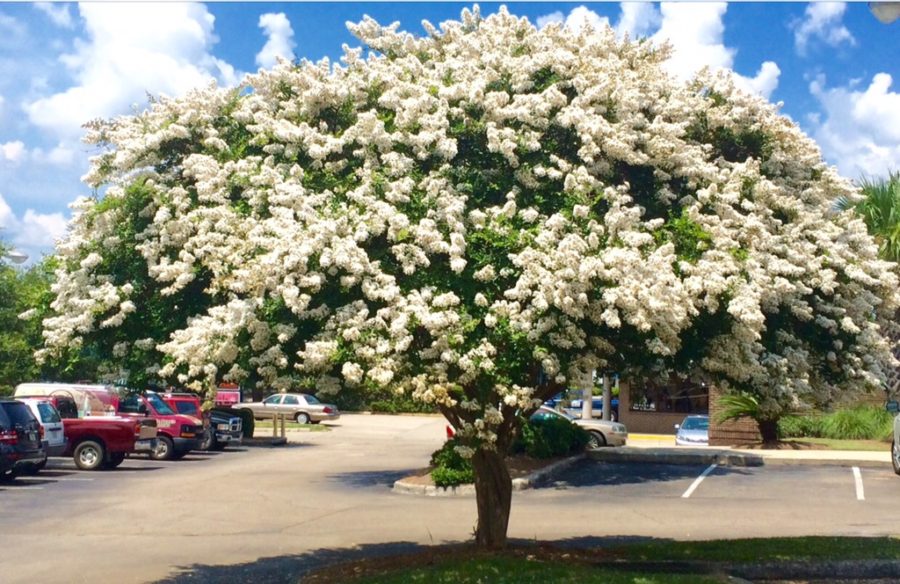 Properly Pruned Crepe Myrtle