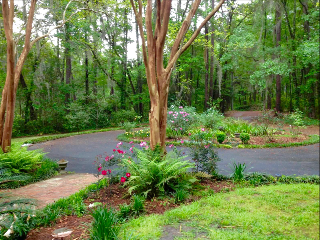 My Crepe Myrtles