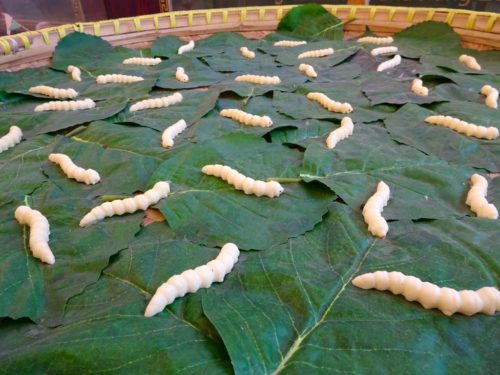 Silk worms