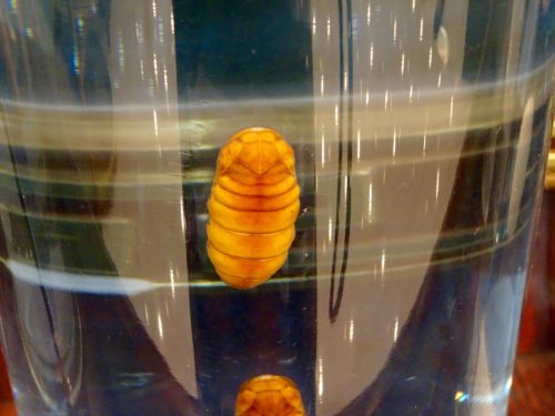 Encapsulated silk worm